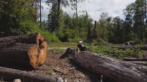 Tree and Shrub Care in Benjamin, UT